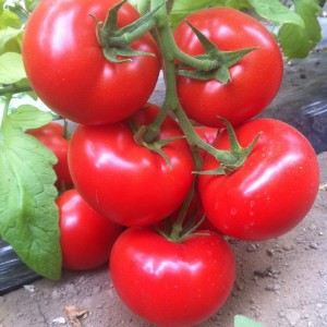 Анталія F1 (100 нас.) насіння томату Yuksel seeds
