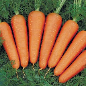 Канада F1, (100 000 нас. 1,8-2,0 мм) насіння моркви Bejo