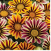 Газания Фрости Кисс F1/Frosty Kiss F1 (1000 сем.) семена цветов Syngenta Flowers