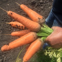 Кордоба F1, (100 000 сем.) фр. 1,4-1,6 мм семена моркови Bejo