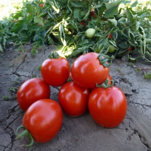 Асвон F1 (5000 нас.) насіння томату Kitano