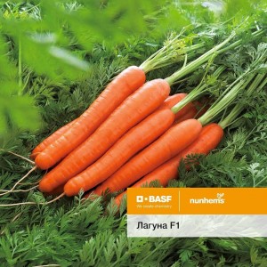 Лагуна F1 фр. 1,6-1,8 (25 000 нас.) насіння моркви Nunhems