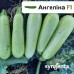 Ангелина F1 семена кабачка  (500 сем.) Synenta