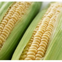 Оверленд F1 (100 000 сем.) семена кукурузы Syngenta