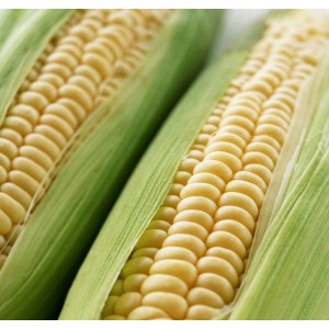 Оверленд F1 (100 000 сем.) семена кукурузы Syngenta