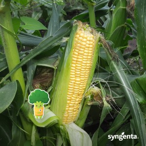 Свитстар F1, (100 000 нас.) семена кукурузы Syngenta