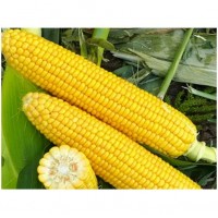 Харди F1 (5000 сем.) семена кукурузы сладкой Pop Vriend Seeds