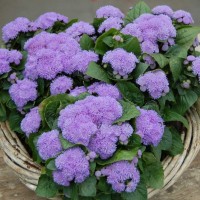 Агератум хоустона Алоха / Aloha (1000 др.) насіння квітів Hem Genetics