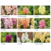 Антирринум (Львиный зев) Твинни F1/Twinny F1, (1000 нас.) Hem Genetics