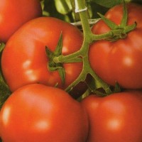 Корвинус F1 (500 сем.) семена томата Seminis Корвинус F1 (500 сем.) семена томата Seminis