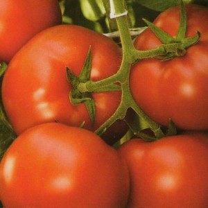 Корвінус F1 (500 нас.) насіння томату Seminis
