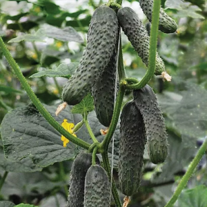 Ратник F1 (500 сем.) семена огурца Yuksel seeds