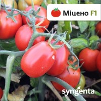 Міцено F1 (2500 нас.) насіння томату Syngenta