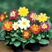 Георгина  Арлекин/ Harlequin (1000 др.) семена цветов Syngenta Flowers