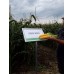 ГСС 3071 F1 (100 000 сем.) семена кукурузы сладкой Syngenta
