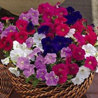 Петуния мелкоцветная Пикобелла Каскад F1 / Picobella Cascade F1,1000 др. (Syngenta Flowers) 