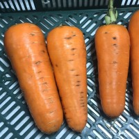 Кесена F1, (100 000 сем.) фр. 1,8-2,0 мм семена моркови Bejo