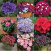 Вербена Тускани / Tuscany (1000 др.) семена цветов Syngenta Flowers Вербена Тускани / Tuscany (1000 др.) семена цветов Syngenta Flowers