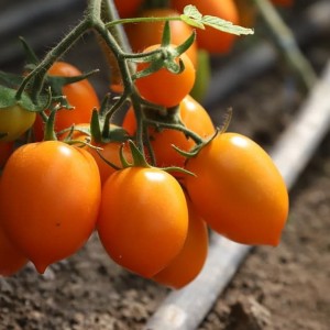Бенігара (KS-1430) F1 250 нас. насіння томату Kitano