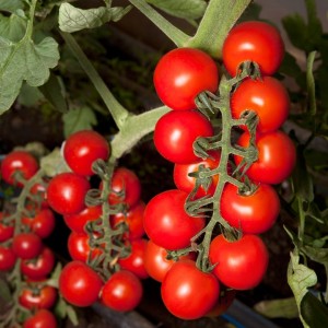 KS-959 F1, (100 нас.) насіння томату чері Кітано