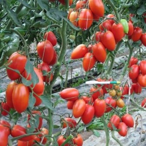 Колибри F1 (1000 сем.) семена томата Clause