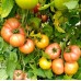 KS-3811 F1, (100 нас.) насіння томату Kitano
