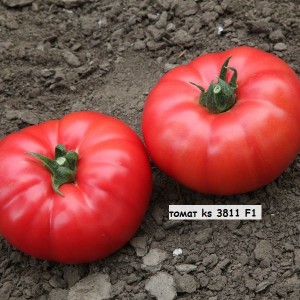 KS-3811 F1, (100 сем.) семена томата Kitano