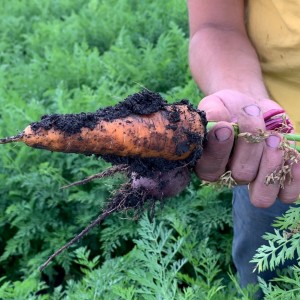 Каскад F1, (500 000 нас.) фр. 1,4-1,6 мм насіння моркви  Bejo