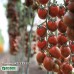 KS-277 F1, (100 нас.) насіння томату чері Кітано