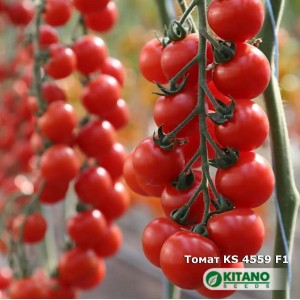 Итиро KS 4559 F1 (100 сем.) семена томата черри Kitano
