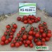Итиро KS 4559 F1 (100 сем.) семена томата черри Kitano
