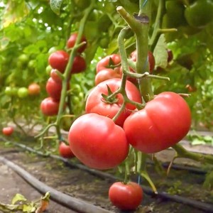 Малдуо F1 (500 нас.) насіння томату Syngenta