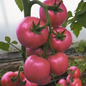 Сиберите F1 (100 сем.) семена томата розового Rijk Zwaan