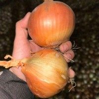 Медуза F1 (250 000 сем.) семена лука репчатого Takii Seeds
