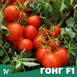 Гонг F1 (1000 нас.) насіння томату Hazera Genetics