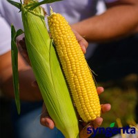 Стронгстар F1 (100 000 сем.) семена сладкой кукурузы Syngenta