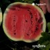 Лориан F1 семена арбуза (1000 сем.) Syngenta