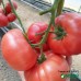 KS-240 F1, (100 нас.) насіння томату рожевого Kitano