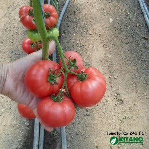 Купить семена помидоров и томатов в Днепре с доставкой почтой по Украине