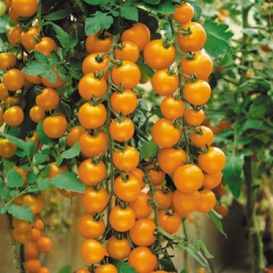 Валенсія F1 (250 нас.) насіння томату чері Наско