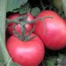Пінк Буш F1 (500 нас.) насіння томату Sakata