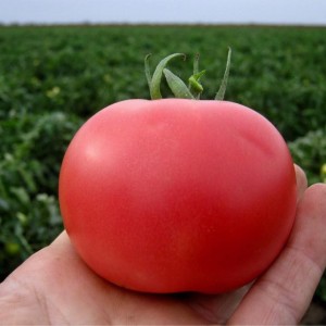 Пінк Буш F1 (500 нас.) насіння томату Sakata