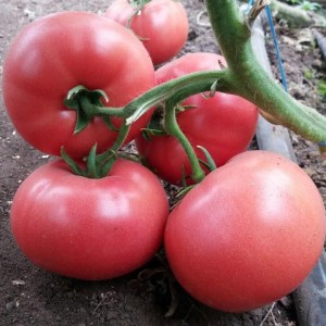 Розетт TL 18304 F1 (500 нас.) насіння томату ESASEM