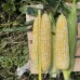 Дефендер F1 (2500 нас.) насіння кукурудзи солодкої біколор Spark Seeds