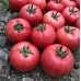 Сім-Сім F1 (250 нас.) насіння томату Libra Seeds