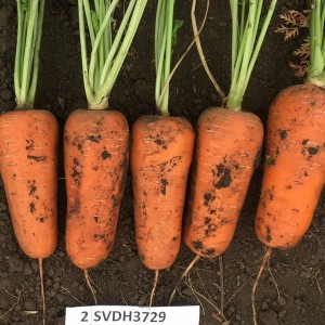 Абразо F1 (1 000 000 нас.) фр. 2,0-2,2 насіння моркви Semenis