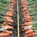 Абразо F1 (200 000 сем.) фр. 1,8-2,0 семена моркови Semenis
