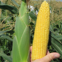 Хайглоу52 F1 (на вагу) насіння солодкої кукурудзи Syngenta. Ціна за 1 кг