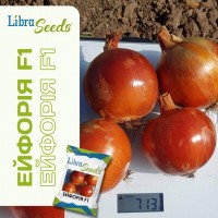 Эйфория F1 (250 000 сем.) семена лука репчатого Libra Seeds Эйфория F1 (250 000 сем.) семена лука репчатого Libra Seeds