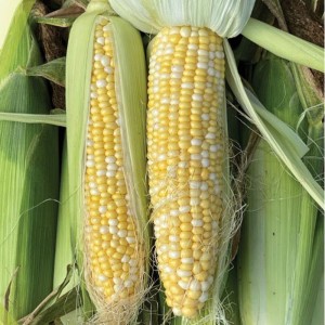 ВSS 1075 F1 (5000 сем.) семена кукурузы сладкой биколор Syngenta